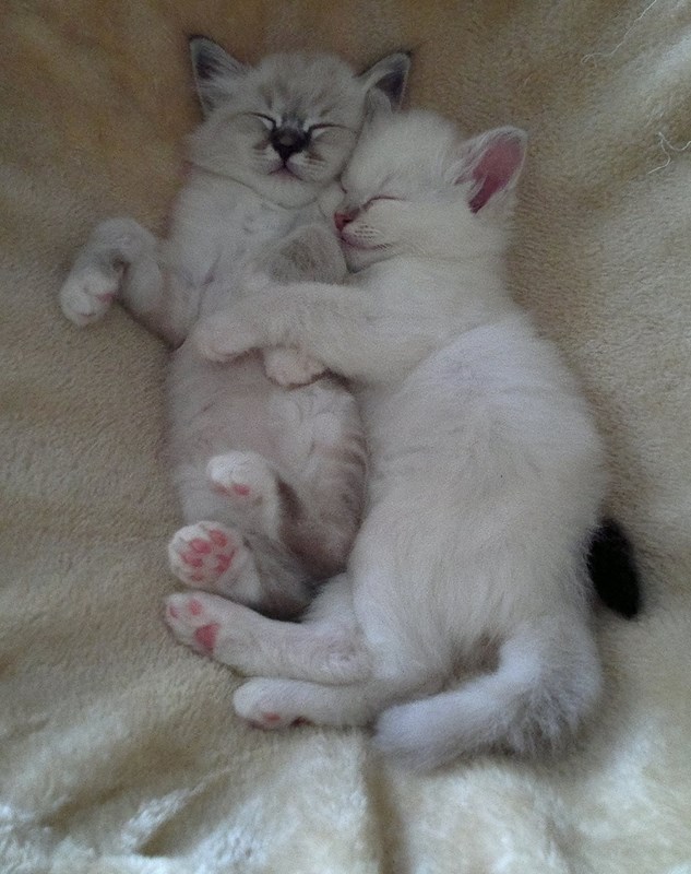 Gatto 