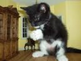 What Kind Of Cat Do You Have?