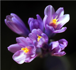 Send Flowers