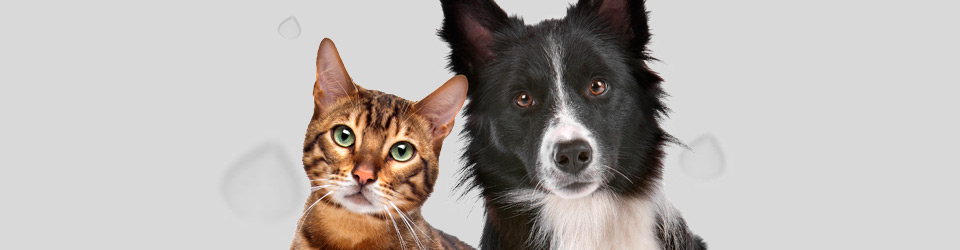 Eres Gato O Perro