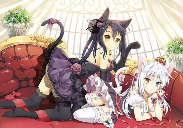 Es-Tu Un Fan De Neko ?