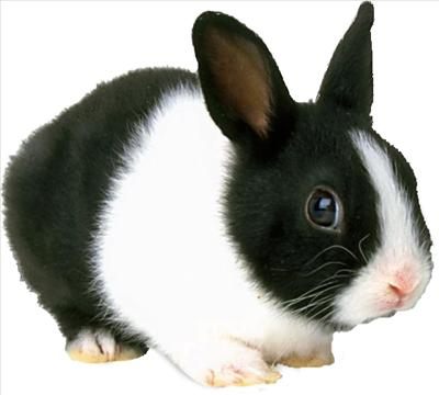 Do You Like Animals Or No? 