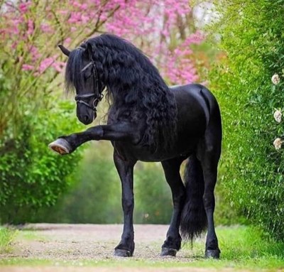 Sei Un Ottimo Cavaliere?🐴