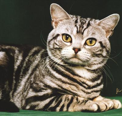 Cat Or Dog