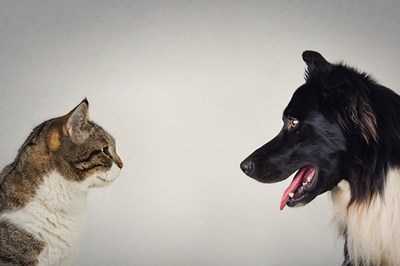 Eres Un Gato O Un Perro?