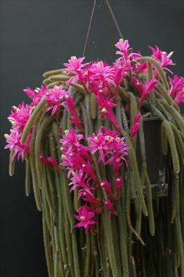 Quale Cactus Preferite?