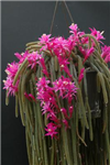 Quale Cactus Preferite?