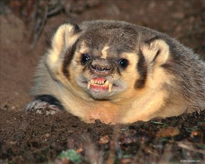 Bear Or Badger?