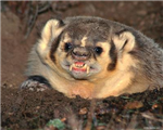 Bear Or Badger?