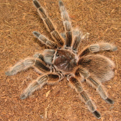 Which Tarantula Are You?