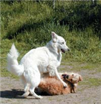 Sfortunato O Fortunato