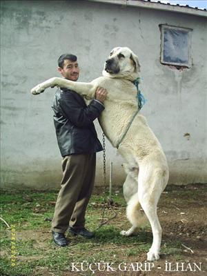 Hangi Tür Köpek Size Uygun ?