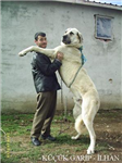 Hangi Tür Köpek Size Uygun ?