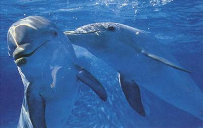 What Sea Life Animal Should You Be?