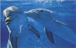 What Sea Life Animal Should You Be?