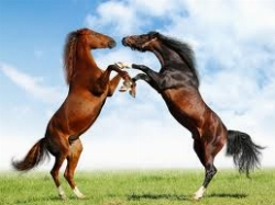 Quale Razza Del Cavallo Sei?