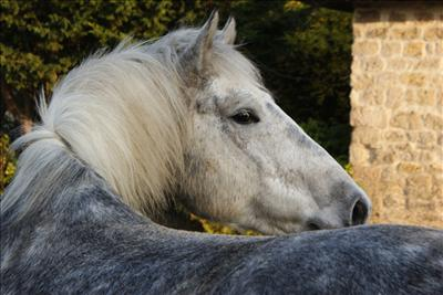 A Quel Animal Ressemble Tu Le Plus?