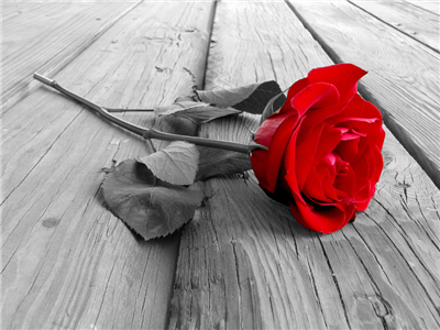 Rose!!!