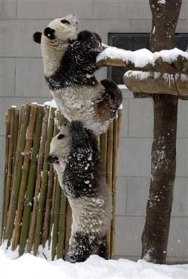 Are You Lucky Enough To Own A Panda Bear?