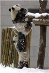 Are You Lucky Enough To Own A Panda Bear?
