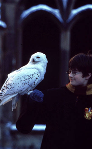 Zor Harry Potter  Testi