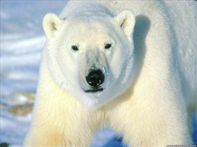 Que Animal Te Describes?