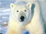Que Animal Te Describes?