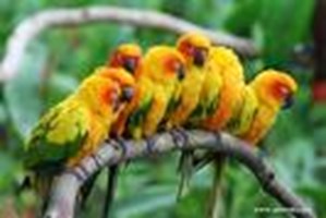 What Type Of Bird Are You?
