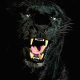 Que Animal Eres