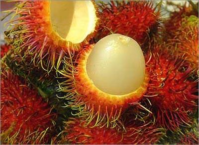 Which Fruit Are You?