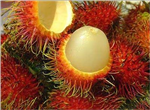 Which Fruit Are You?