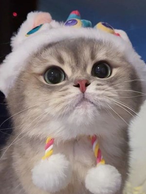 Kucing lucu