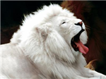 Lion O Hyene