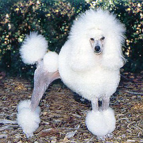 What Dog Breed Are You?