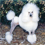 What Dog Breed Are You?