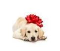 Give A Puppy
