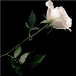 White Rose