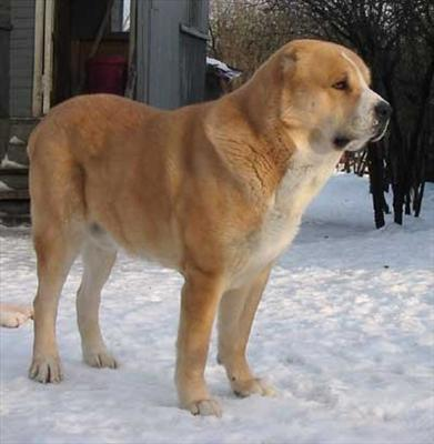 Hangi Köpek Türüsün?