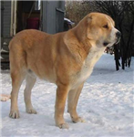 Hangi Köpek Türüsün?