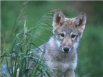Wolves