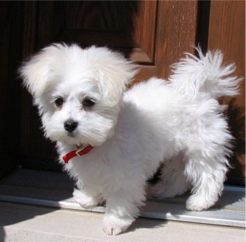 What Kind Of Dog Are You?