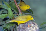 Bird Gift