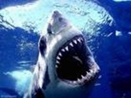 If You Lived In The Ocean, You'd Rather Be A...