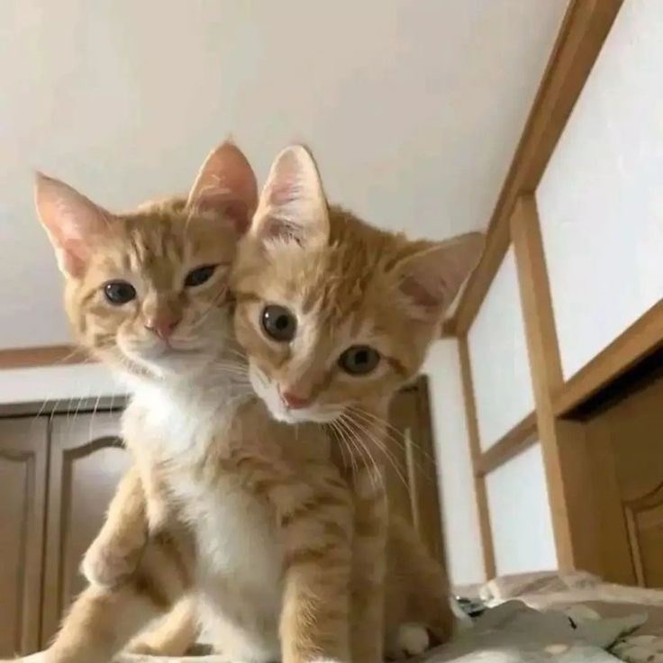 Adakah Awak Suka Crush Awak