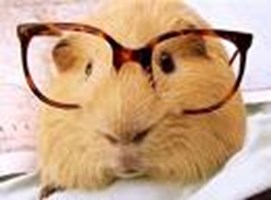 Llamas Of Guinea Pigs