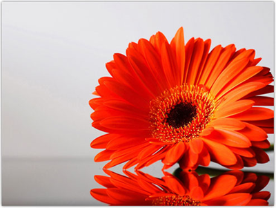 GERBERA