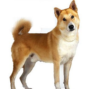 Hangi Köpeksin