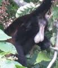 Will You Be Tbagged By A Monkey Today?