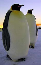 Whatahada?