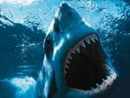 Would You Get Eaten By A Shark?